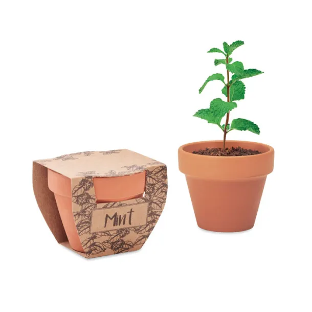 MINT POT Terracotta pot mint seeds Wood