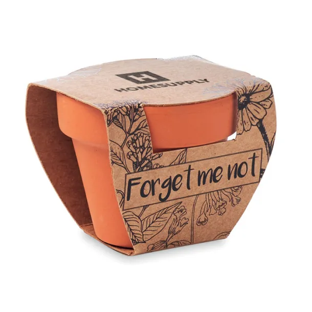 FORGET ME NOT Forget meNot in terracotta pot Wood