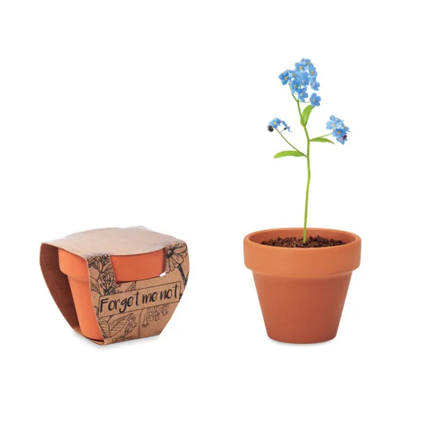 FORGET ME NOT Forget meNot in terracotta pot Wood