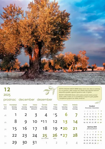  "MASLINE" color kalendar Color