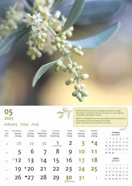  "MASLINE" color calendar Color