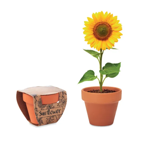 SUNFLOWER Sunflower in terracotta pot Wood