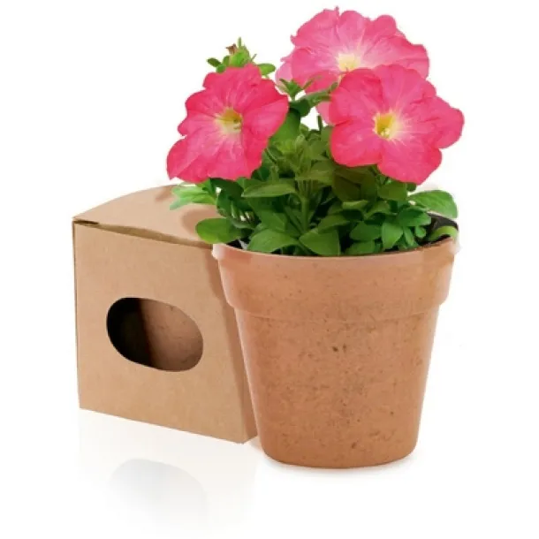  Flower pot, 5-8 petunia seeds and soil neutral