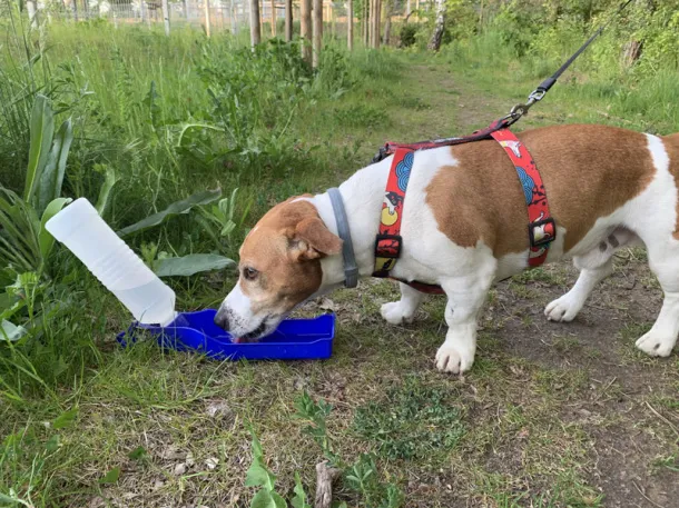  MAX boca za kućne ljubimce, 500 ml 2728 C