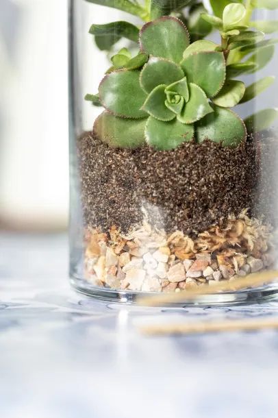 Anymak terrarium Natural