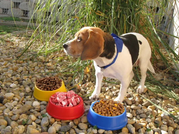 Puppy dog bowl Yellow