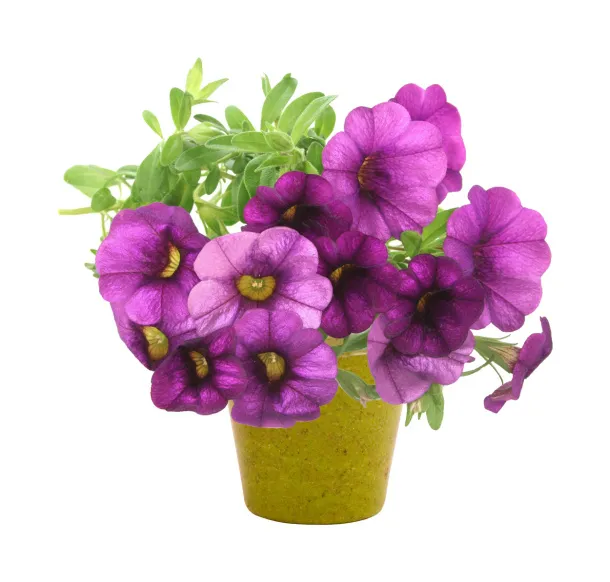 Petunia flower pot old apple green