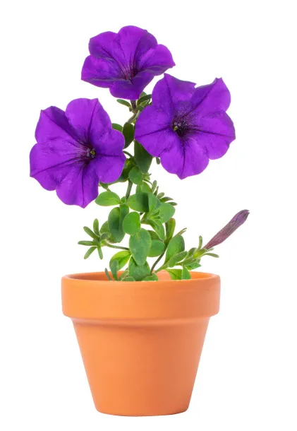 Soltax flower pot Natural