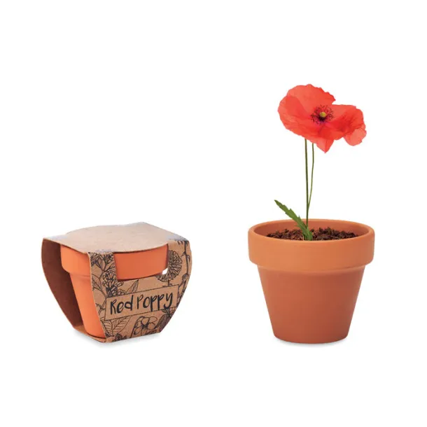 RED POPPY poppy in terracotta pot Wood