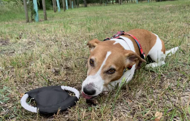 RINGO Dog frisbee Black