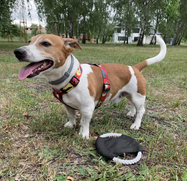 RINGO Dog frisbee Black