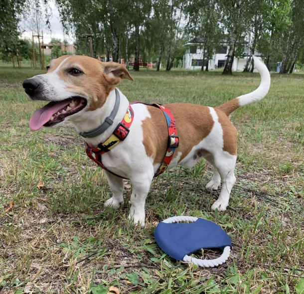 RINGO Dog frisbee Nebaski plava