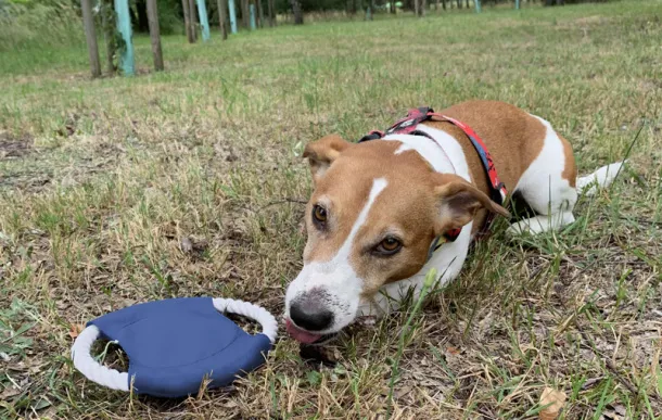 RINGO Dog frisbee Blue