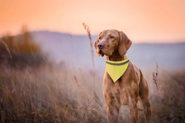 Lurex reflective dog's collar Yellow