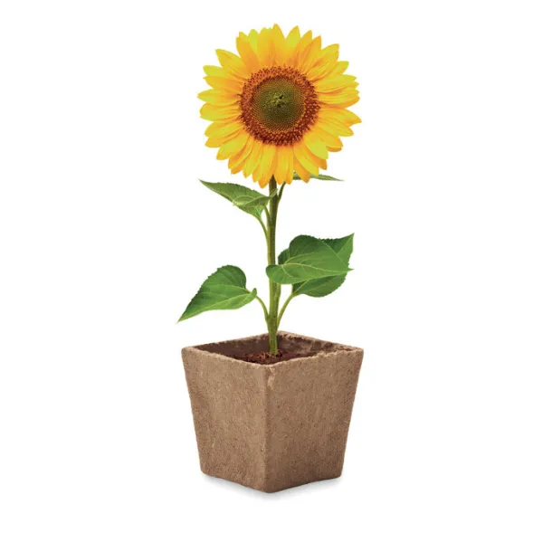 SUNFLOWER KIT Sunflower growing kit Beige