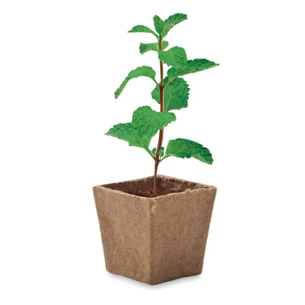 MINT KIT Mint seeds growing kit Beige