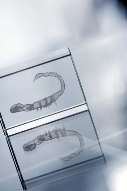 Macon glass block Transparent