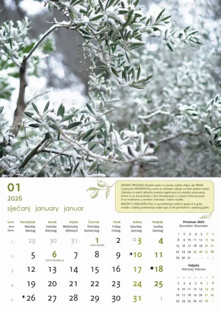  "MASLINE" color kalendar Color