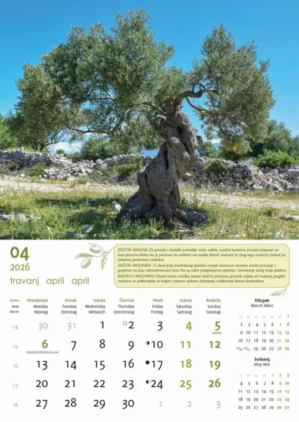  "MASLINE" color kalendar Color