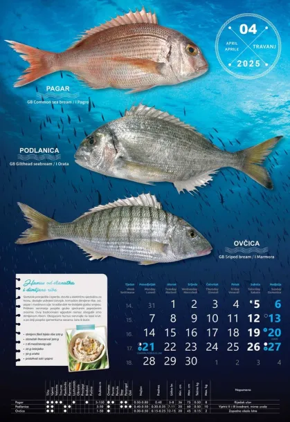  "S RIBARNICE" color calendar Color