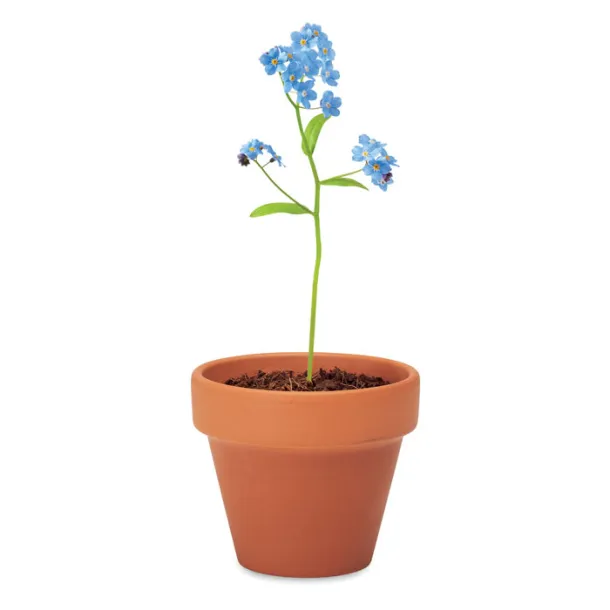 FORGET ME NOT Potočnica u glinenoj posudi Drvo