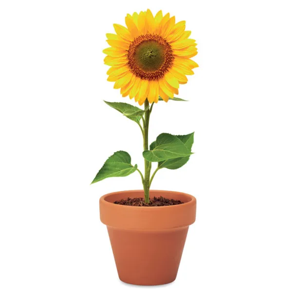 SUNFLOWER suncokret u glinenoj posudi Drvo