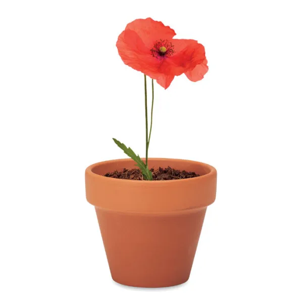 RED POPPY poppy in terracotta pot Wood