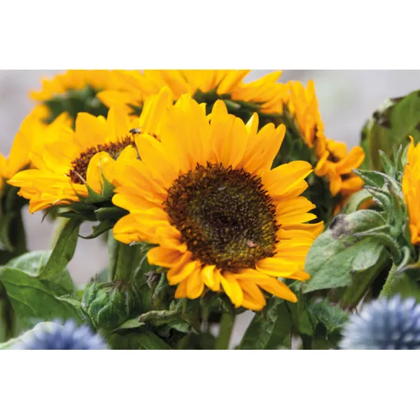 GIRASOL Sjemenke suncokreta u omotnici Bež