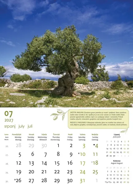  "MASLINE" color kalendar Color