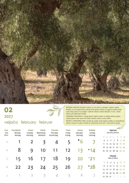  "MASLINE" color kalendar Color