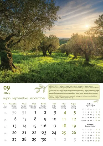 "MASLINE" color kalendar Color