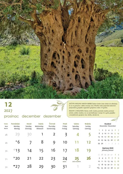  "MASLINE" color calendar Color