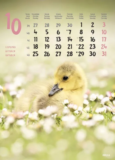  "ŽIVOTINJE" color calendar Color