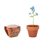 FORGET ME NOT Forget meNot in terracotta pot