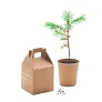 GROWTREE™ Pine tree set