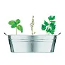 MIX SEEDS Zinc tub with 3 herbs seeds