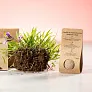 Flobba seed ball