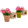  Flower pot, 5-8 petunia seeds and soil