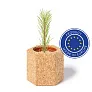  Cork pot, pine seeds