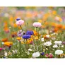 ASIDE A5 wildflower seed paper sheet