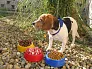 Puppy dog bowl