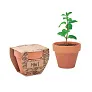 MINT POT Terracotta pot mint seeds