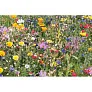 FLOMIX Mix flowerseeds disc