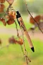  Write responsible Eco-Pen - XD Collection