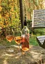  Vino Wine chiller stick - XD Collection