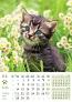  "PSI i MAČKE" color calendar