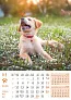  "PSI i MAČKE" color calendar