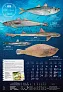  "S RIBARNICE" color calendar