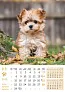  "PSI i MAČKE" color calendar