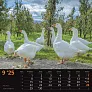  "SEOSKA IDILA" color calendar